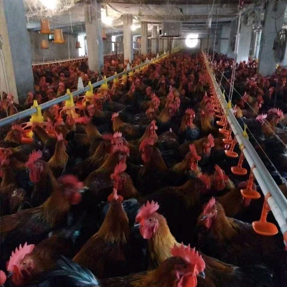 批发零售鸡🐔