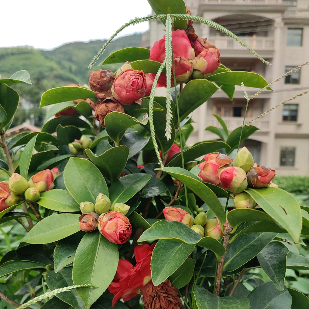 美美优选好手