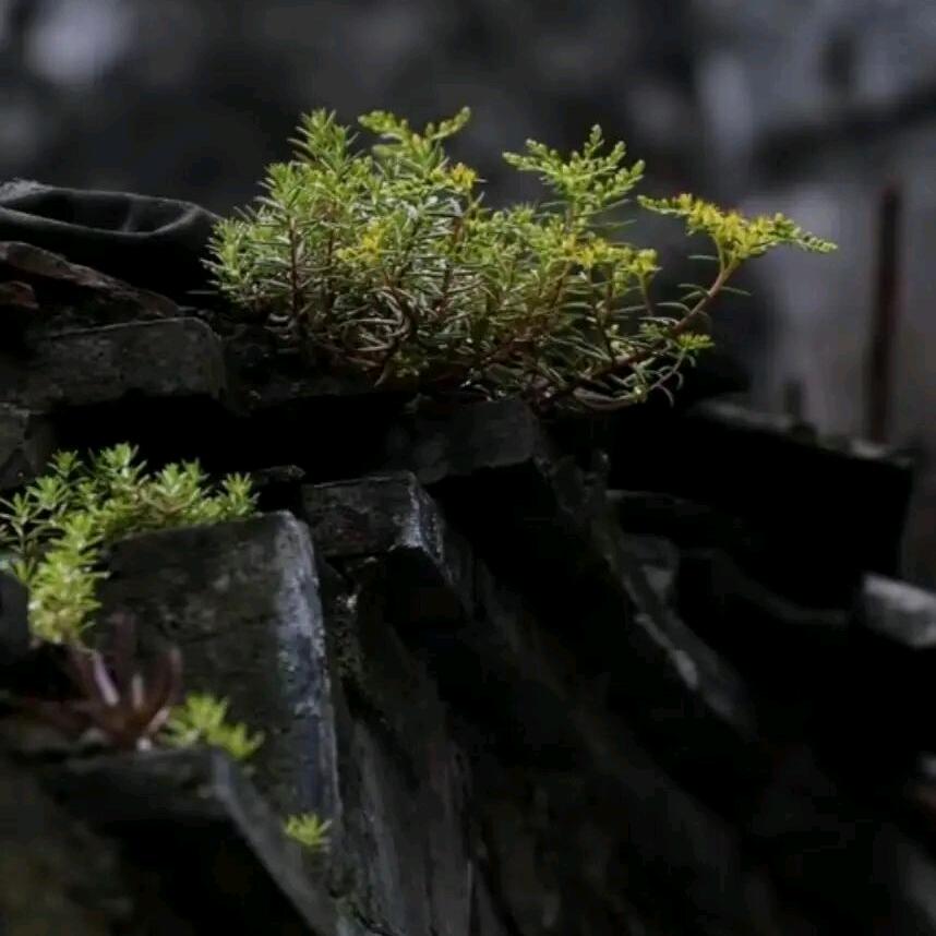 小猪🐷胖胖&❤糖糖