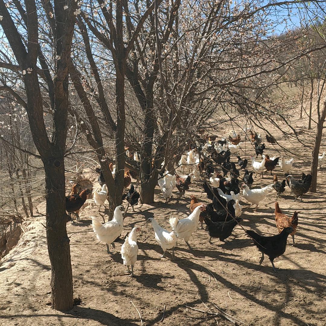 鸡婆
