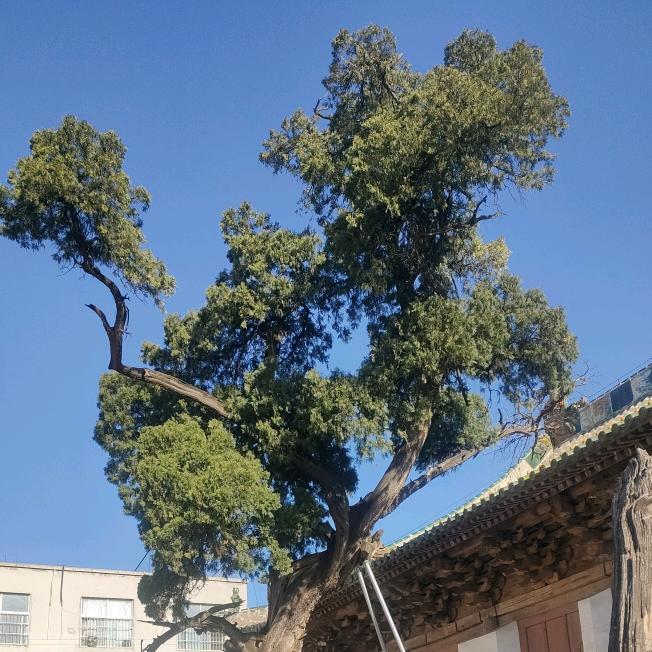 虎哥