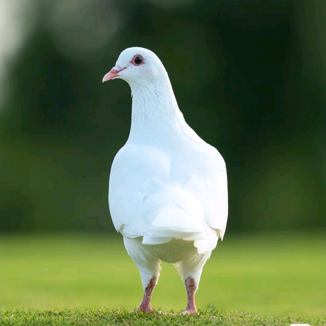 鸽子
