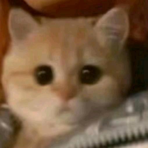 下了猫猫雨