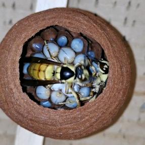 张家界黑盾养殖小余