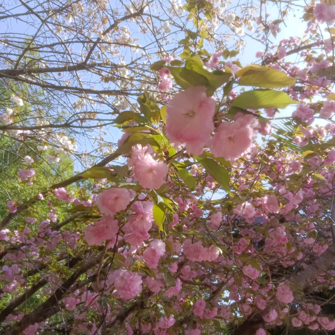 🦋ꦿ໊余生᭄🕊随心᭄ꦿᩚ٭