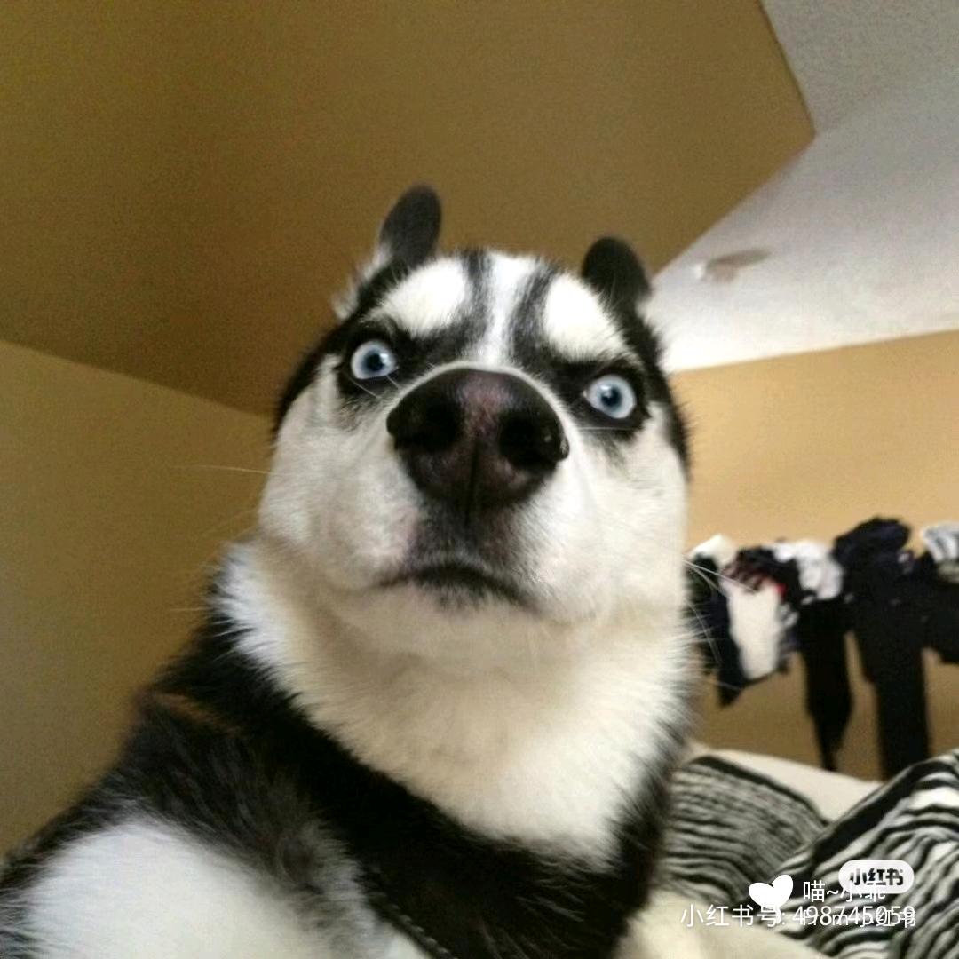 呆萌小二哈