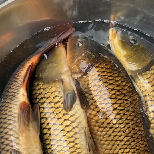 打渔郎🐠(高品质生态渔）