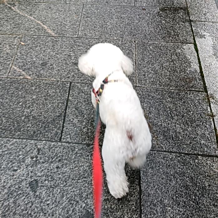 章春凤大王