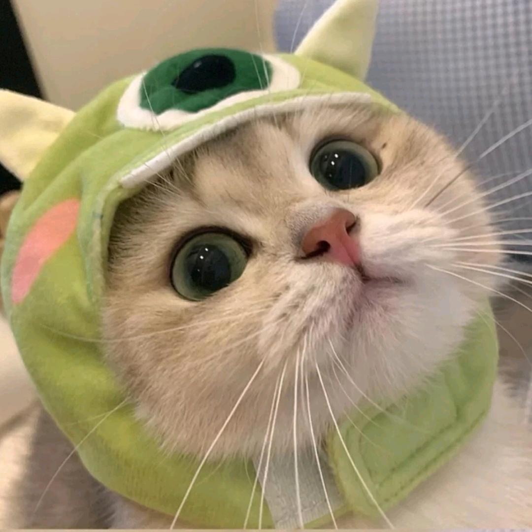 耶猫几头像