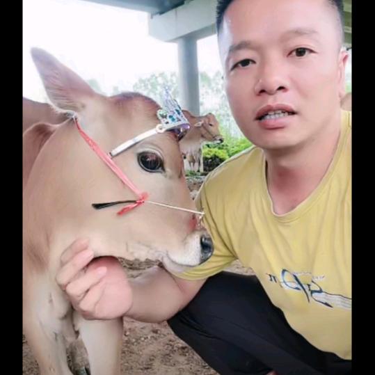 榨菜丝