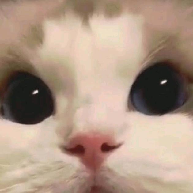 老猫（励志版）