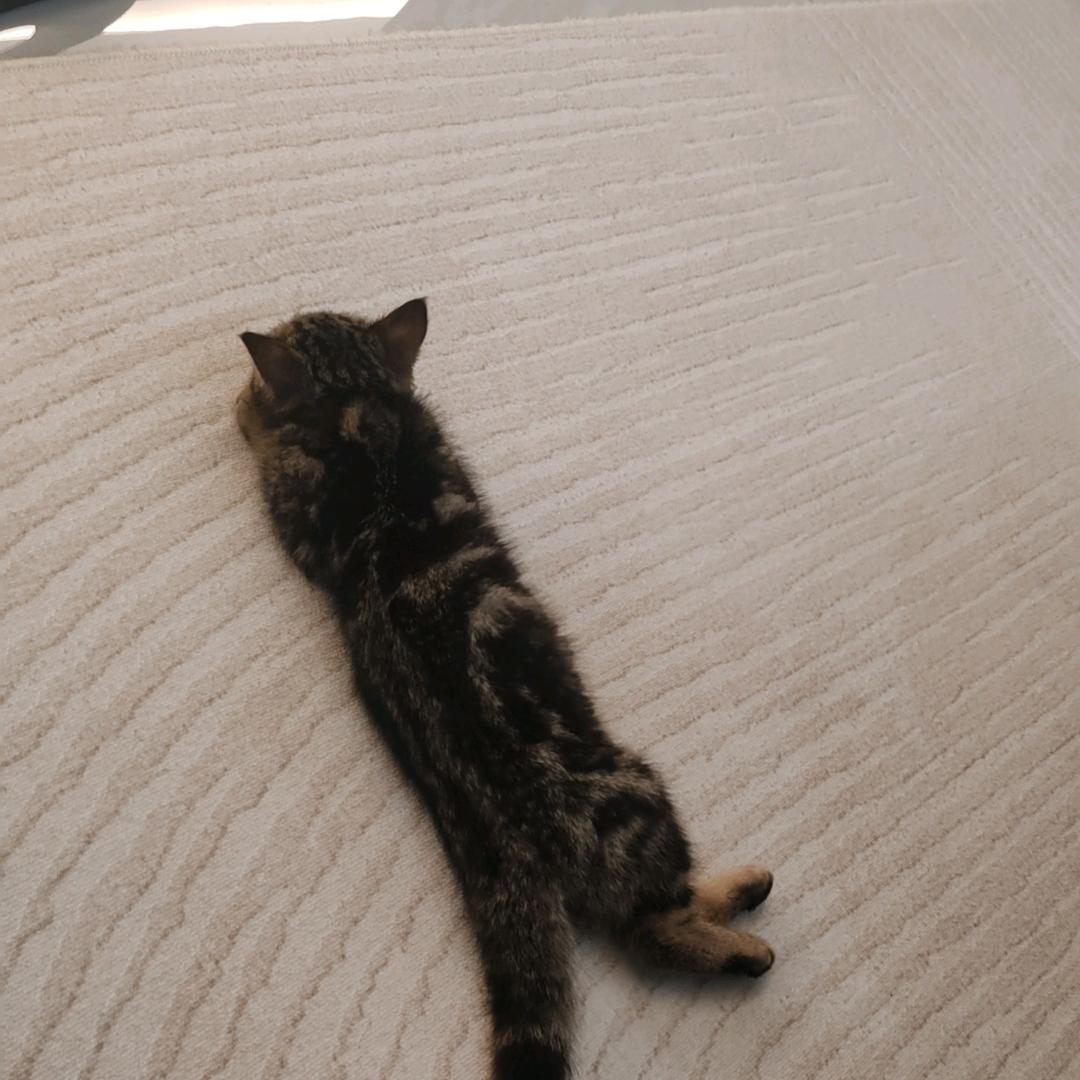 俊