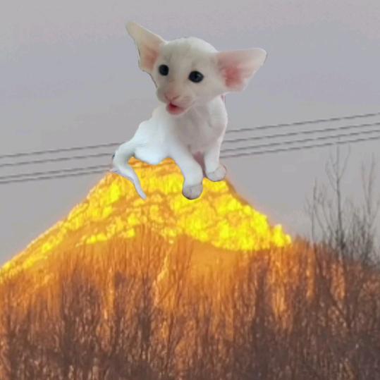 东方短毛猫