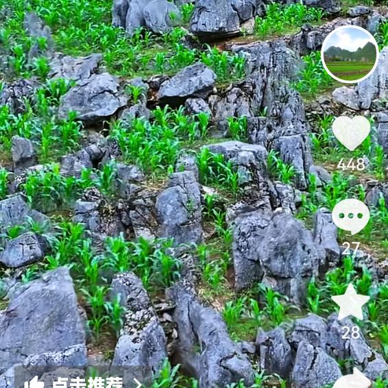 老四
