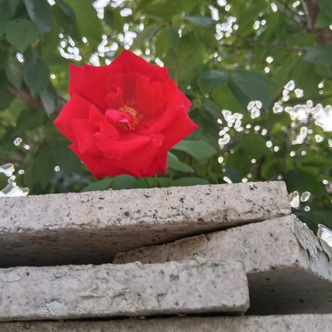王
