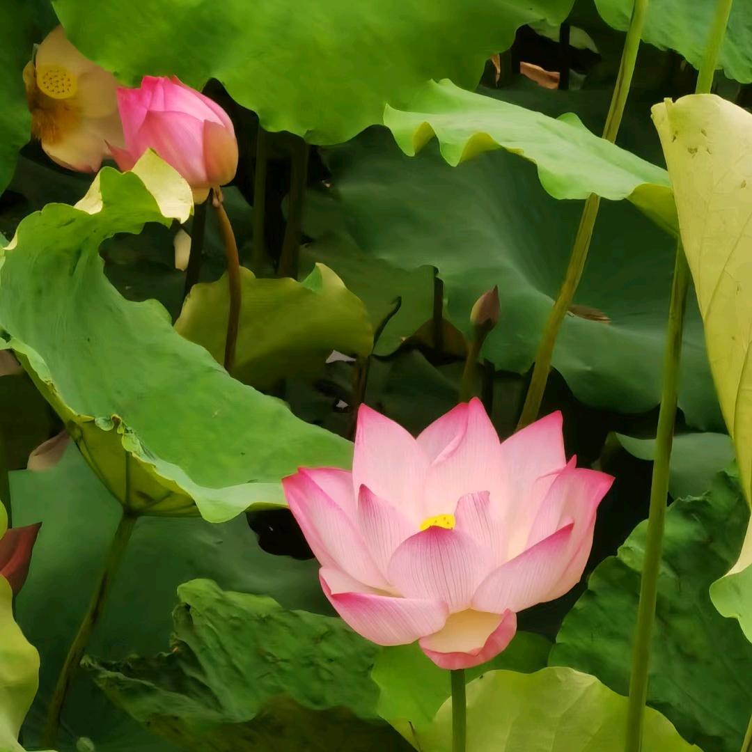 风筝