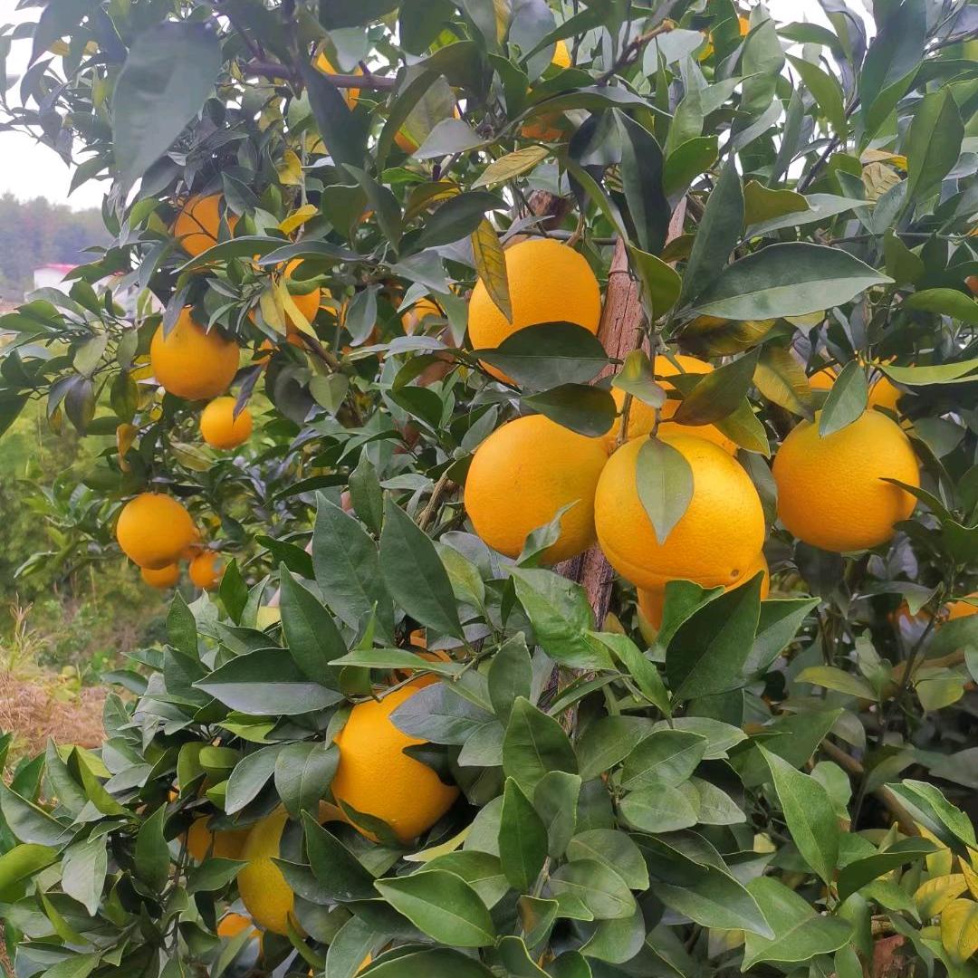 孙既红