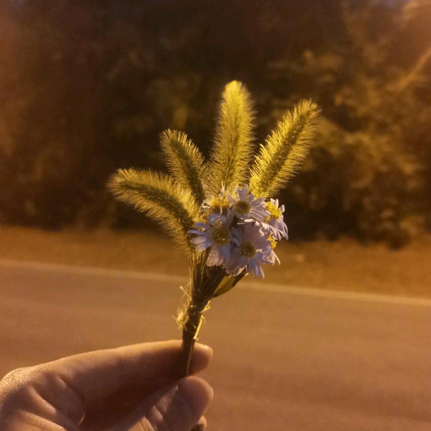故事的小黄花