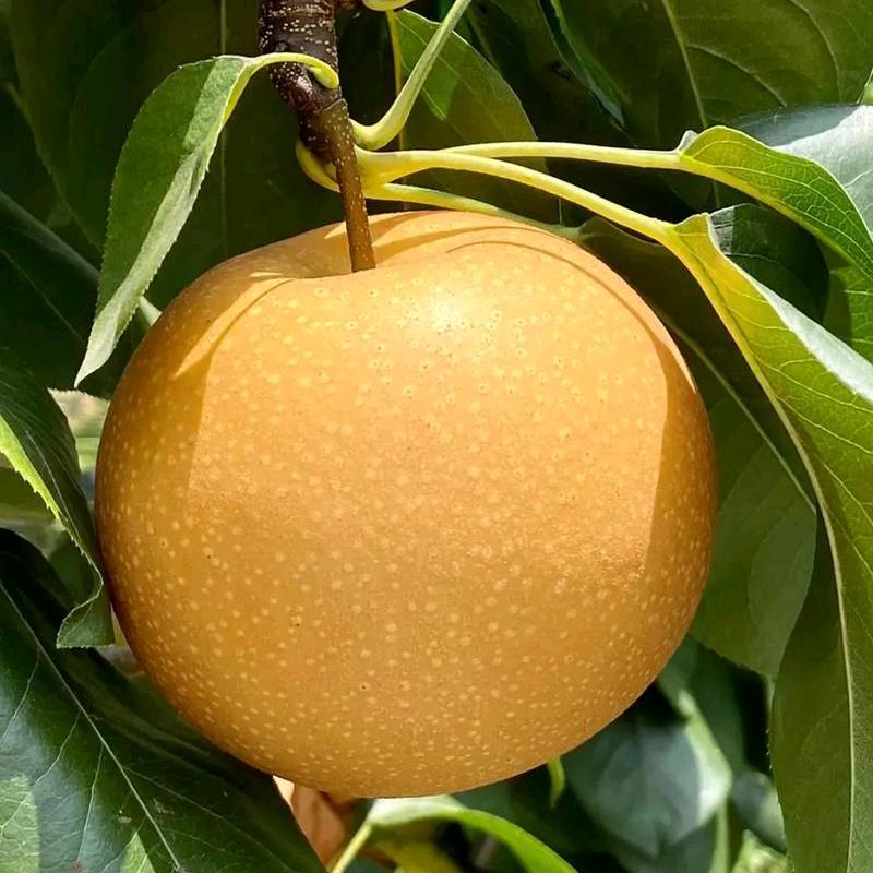 秋月梨种植🍐胖神