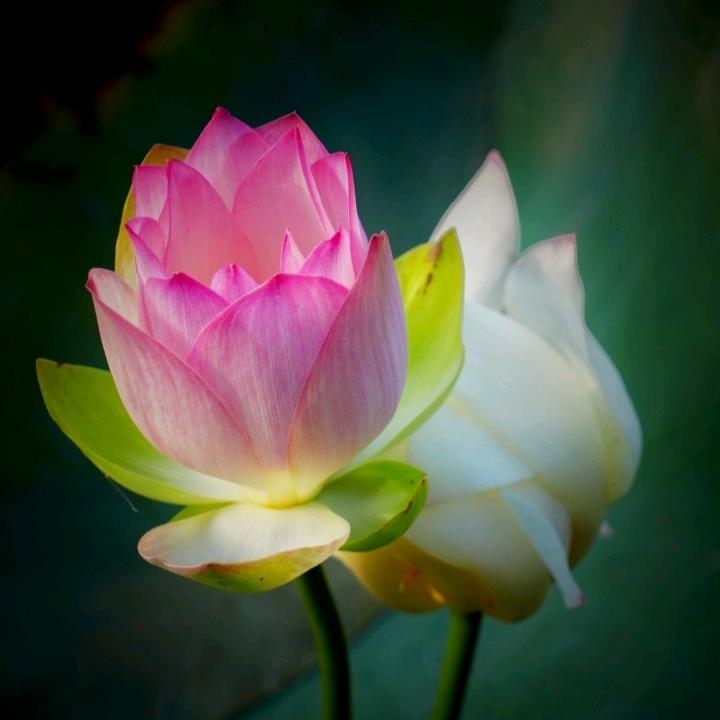 🌹╄→失呿の靑舂🌹