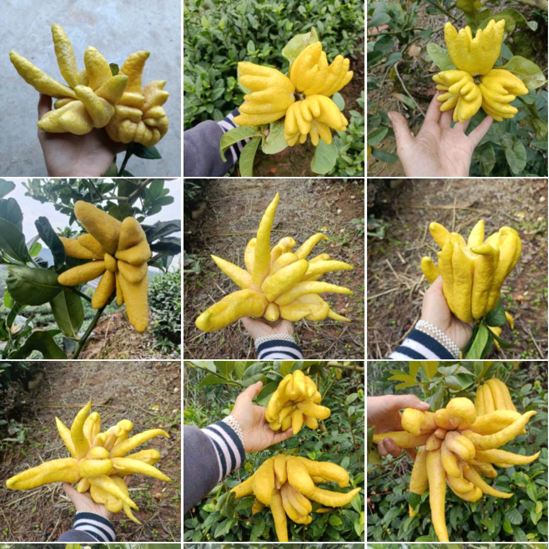 佛手柑零售 批发
