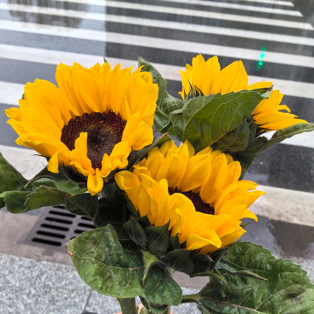 向日葵❤️喝水