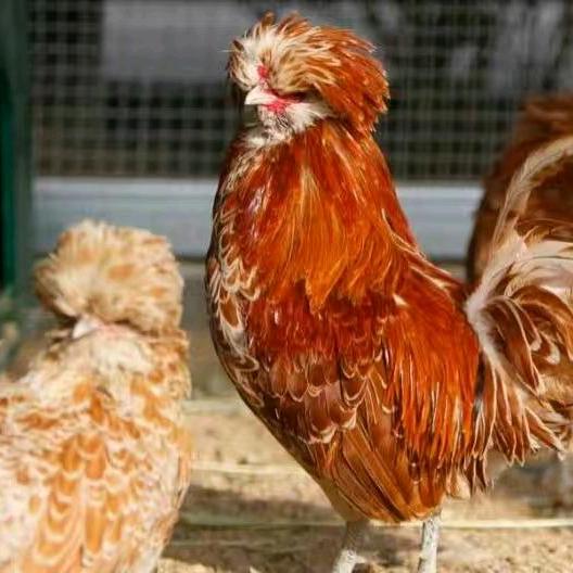 进口波兰帽子鸡