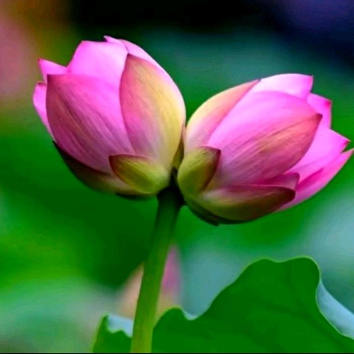 不念过往🍎🍒