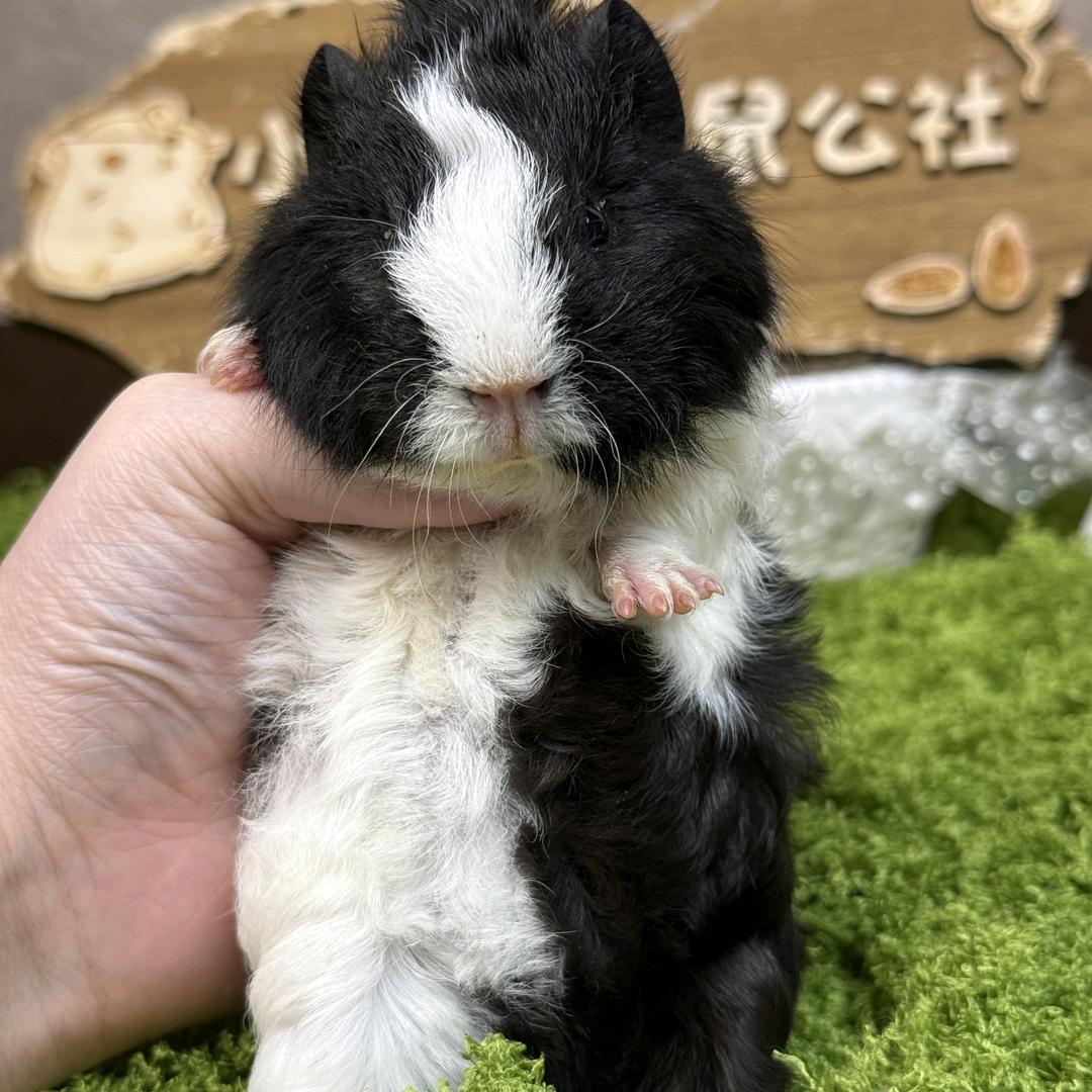 七七的萌宠乐园