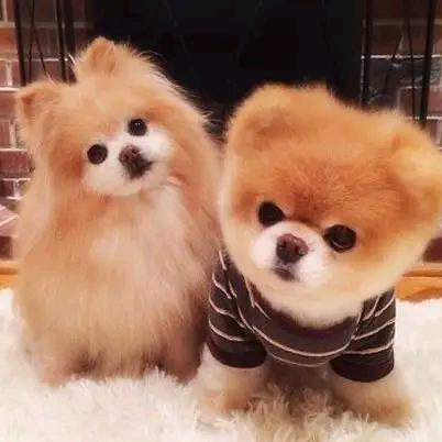 洛阳泰萌宠物 宠物店犬舍