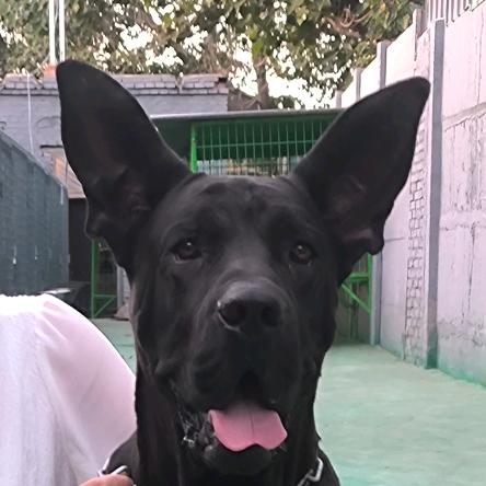 晋州黑狼犬