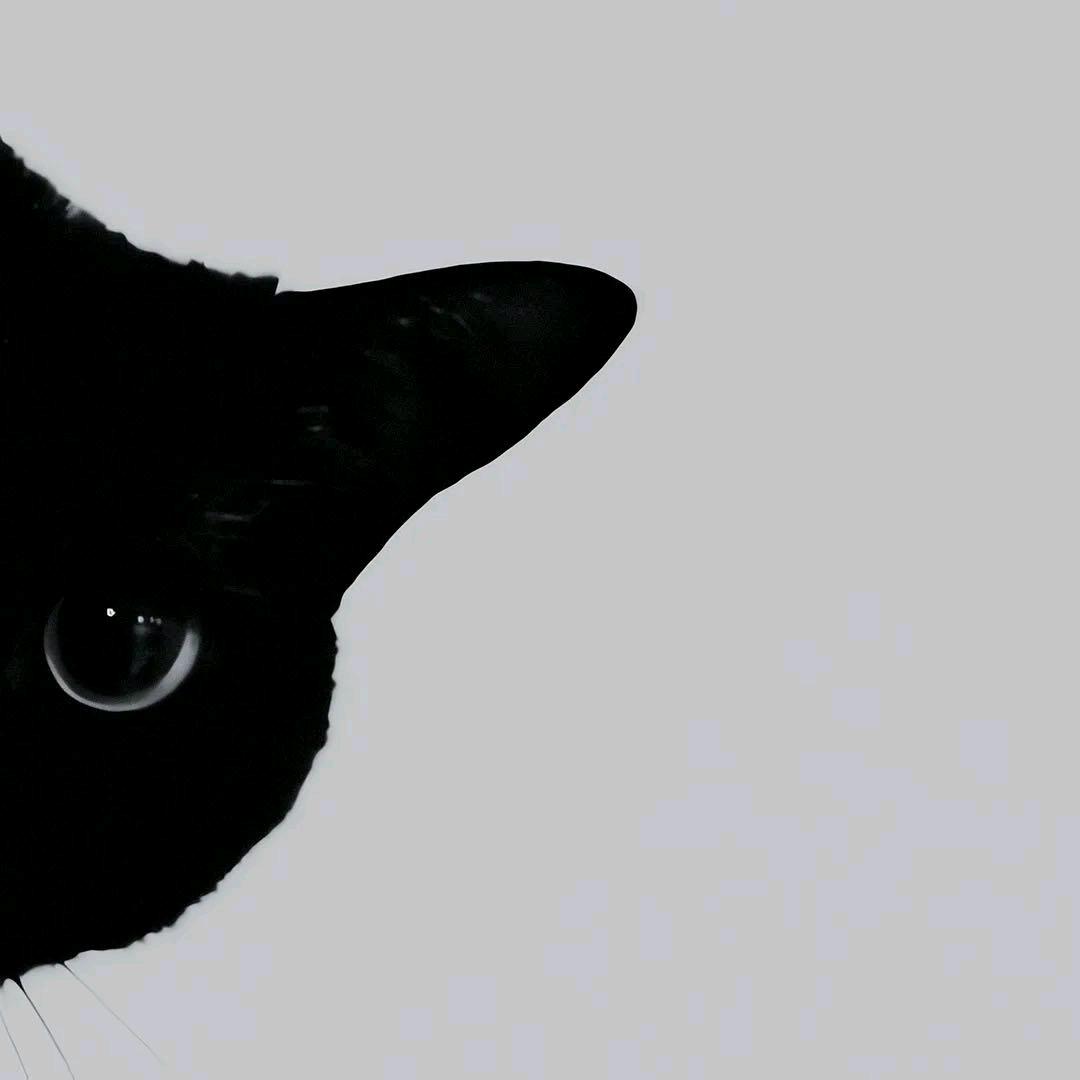 一只博