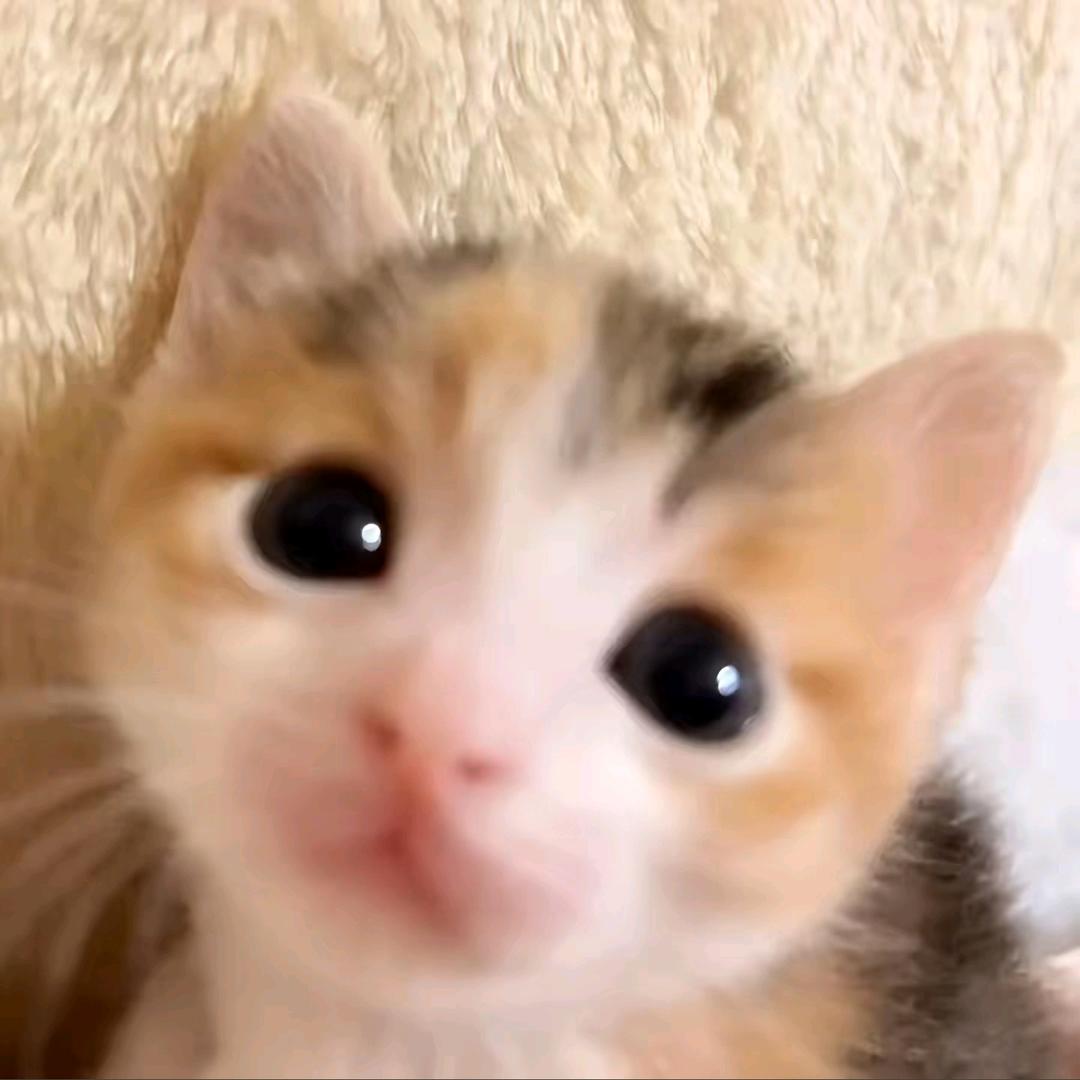 小猫没烦恼