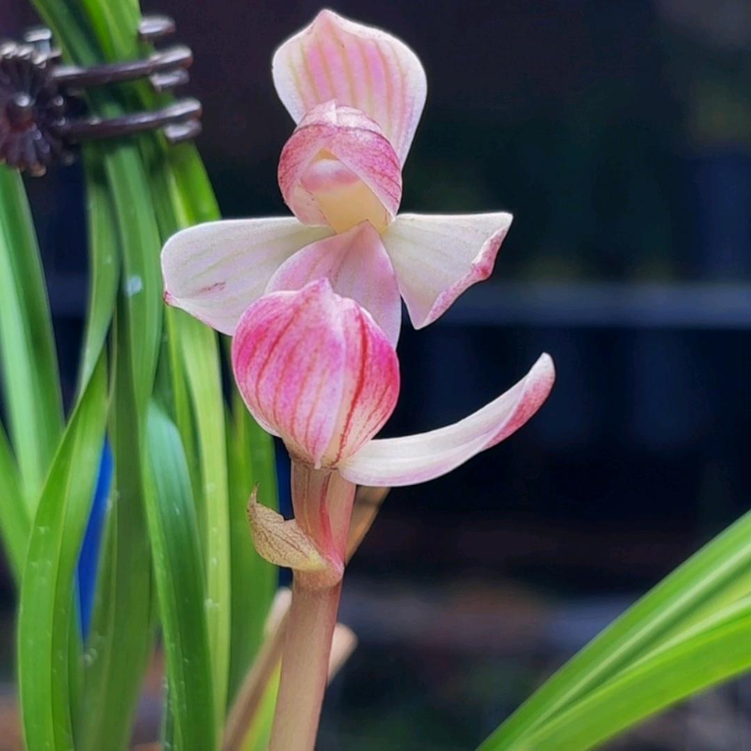 🥀ᮨ小五