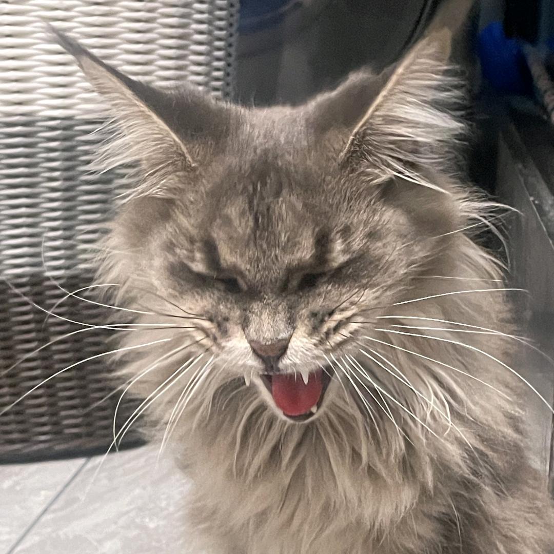 熊猫雨