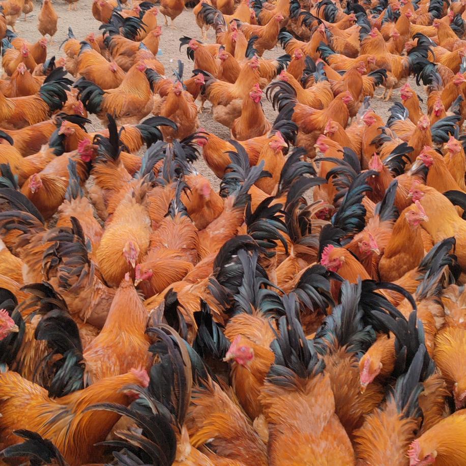 雷州四叔杂粮牧草鸡