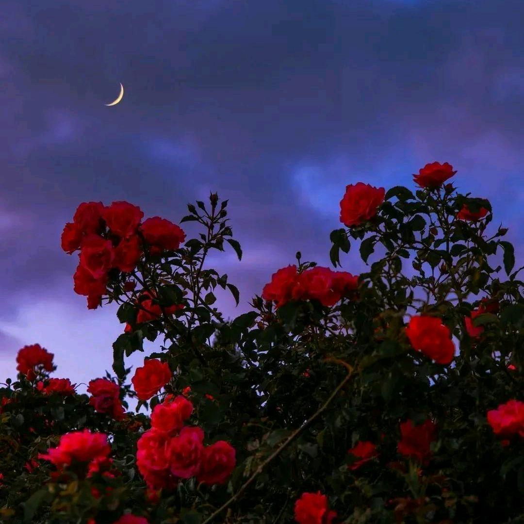 党说要学好语文