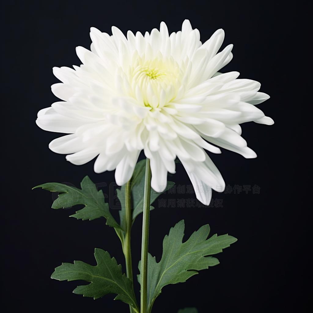 ⭐ 悦 己⭐