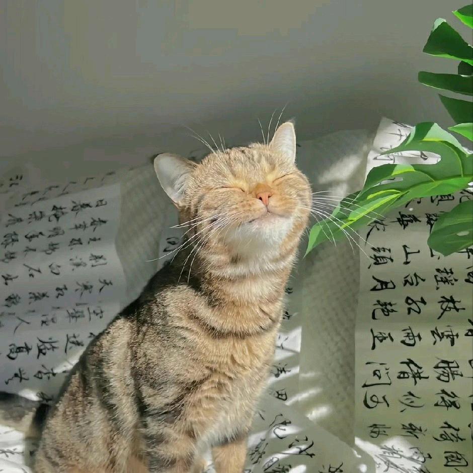 猫猫侠