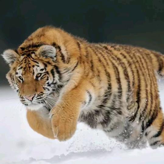 豆虎