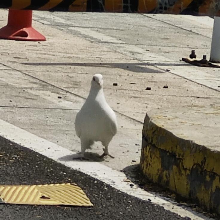 大厨师