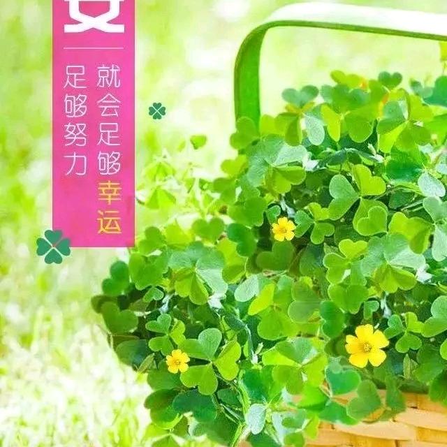 杨十月