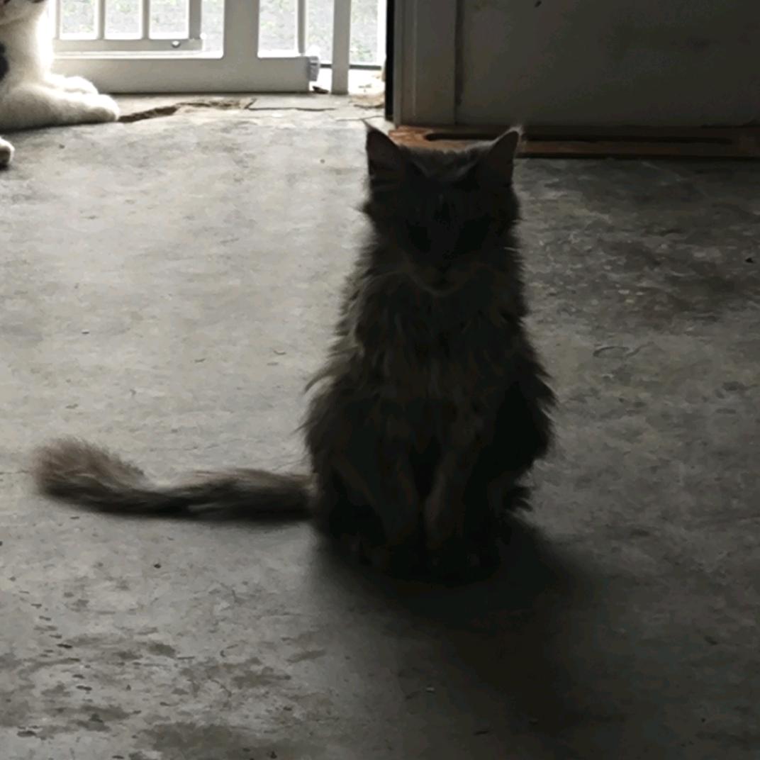 池中物