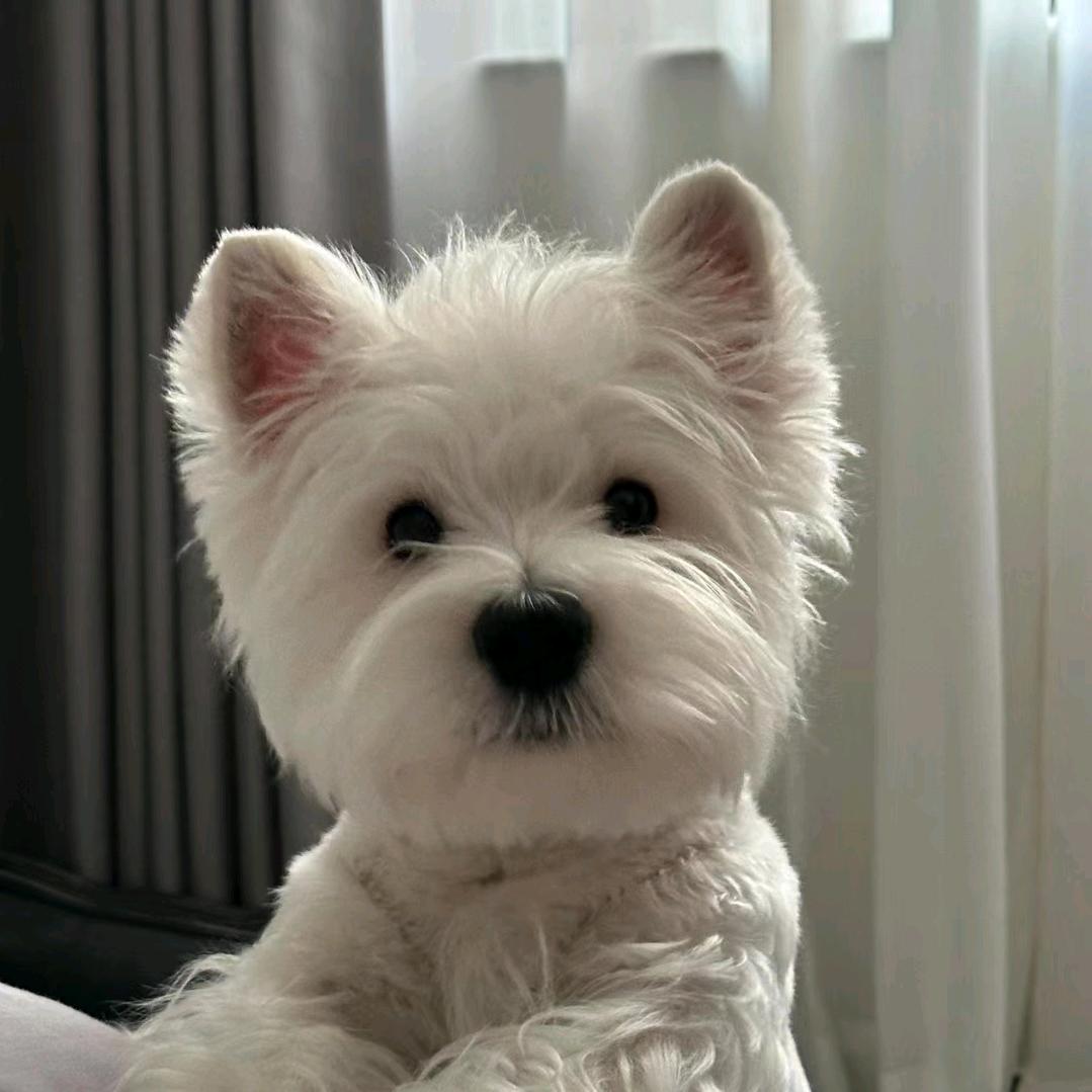 薯片粥（见过热巴版