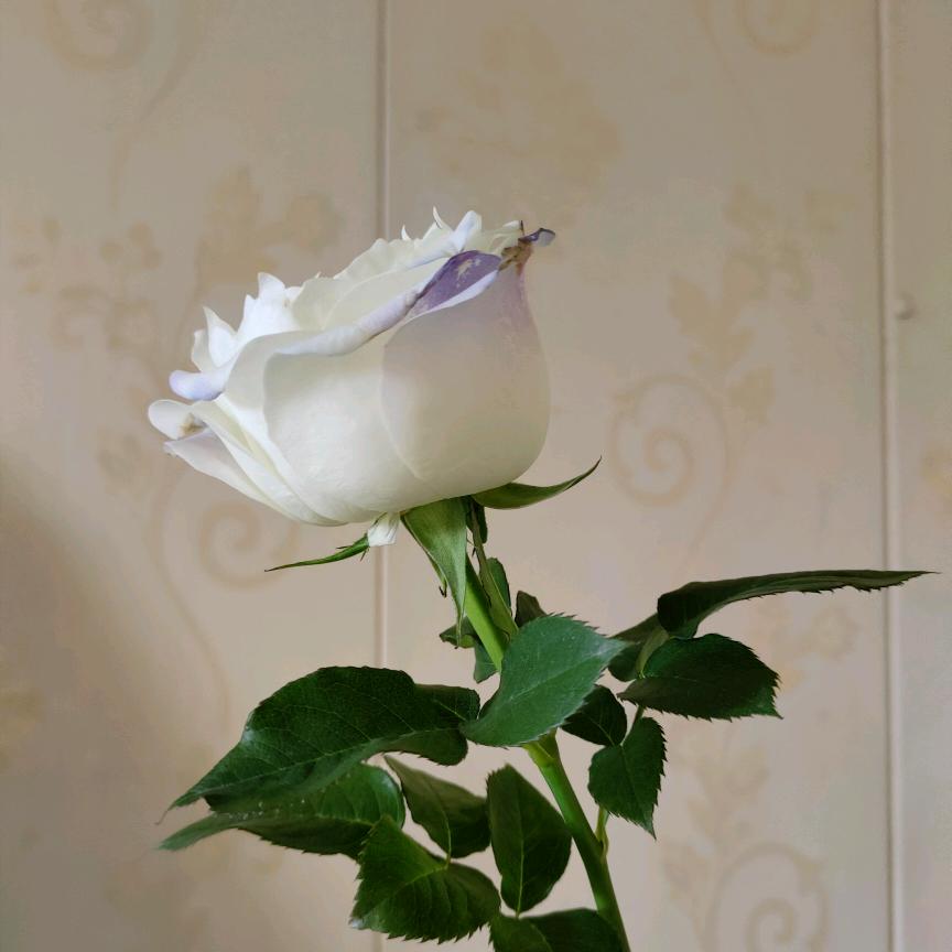 🍀轻歌曼舞🍀🌺