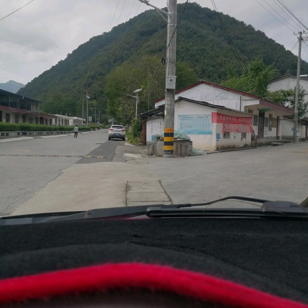 落叶树
