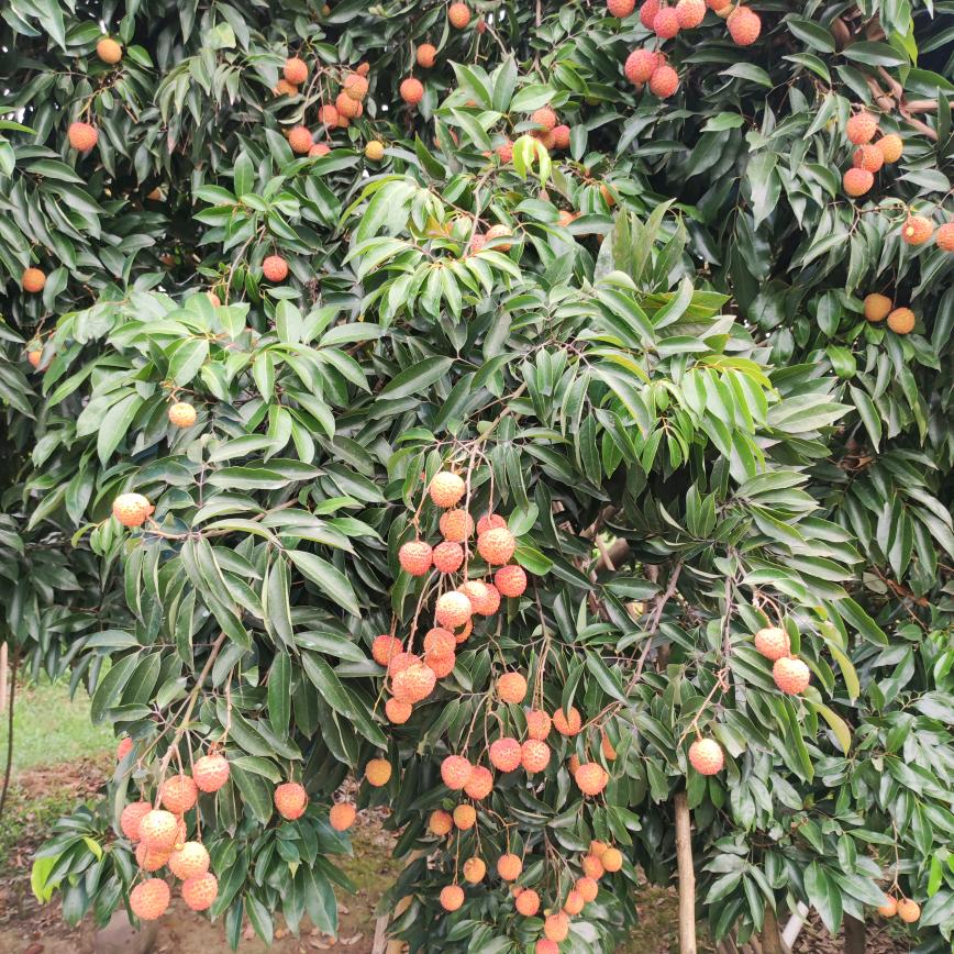 尚福苗圃家庭农场