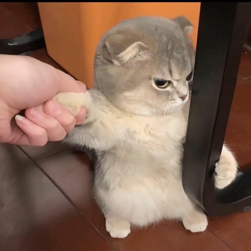 那一只猫头像