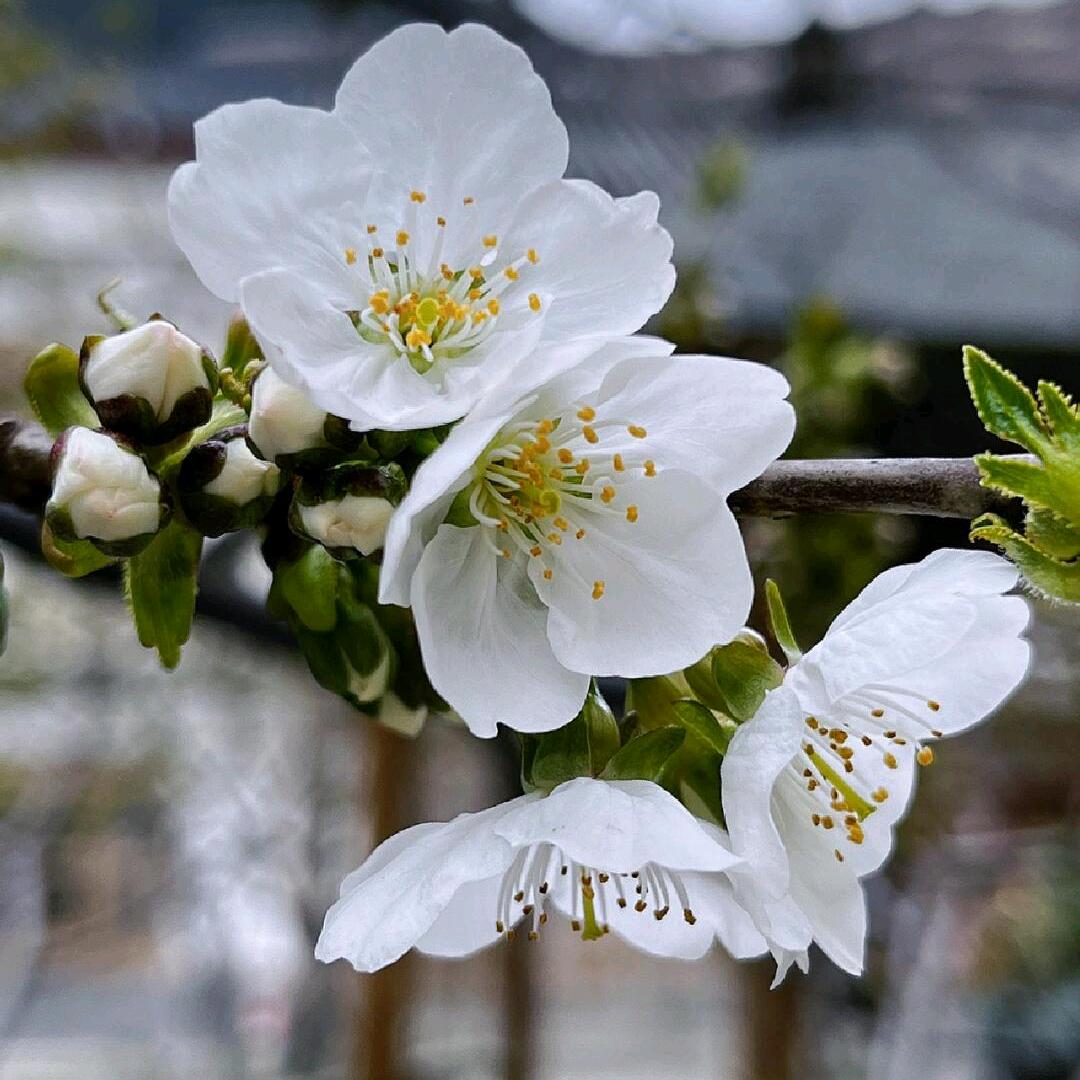 麦子