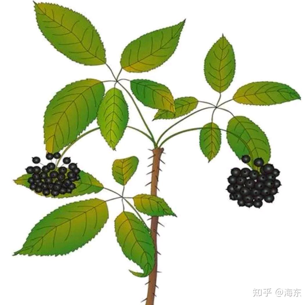 东北小草
